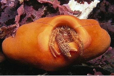 GOG已确认：如果用户有遗嘱 那就可以继承账户