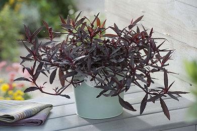 滑板游戏《奥力奥力世界》Steam开启预购 国区99元